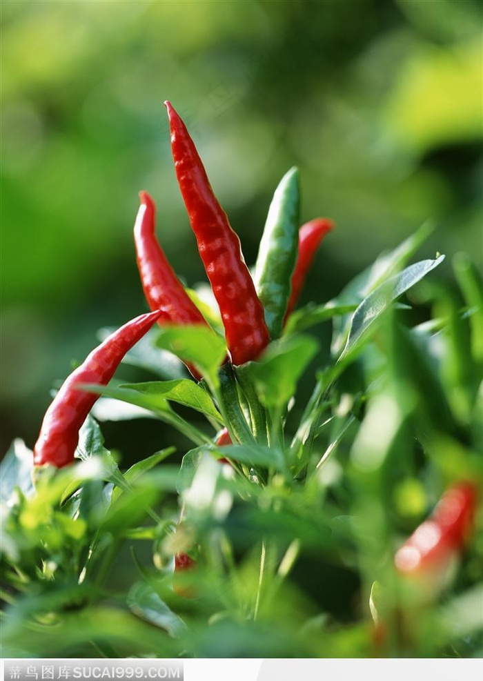 蔬菜瓜果-枝上的辣椒