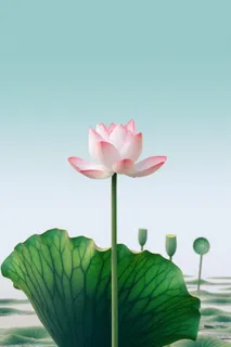 简约清新莲花背景