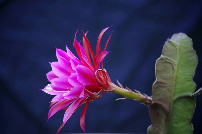 鲜花系列红色昙花高清图