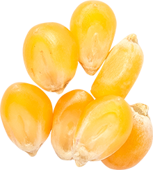 08_Popcorn Seeds