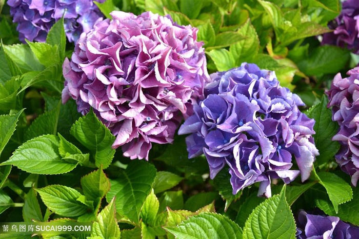 高清唯美粉紫绣球花鲜花图片