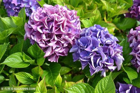 高清唯美粉紫绣球花鲜花图片