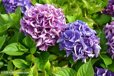 高清唯美粉紫绣球花鲜花图片