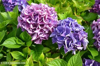 高清唯美粉紫绣球花鲜花图片