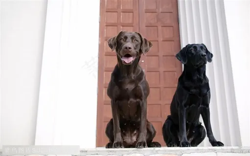 大型犬-两只黑色的拉布拉多犬 大型犬-两只黑色的拉布拉多犬