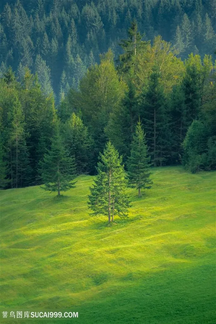 唯美草地森林风光风景图片