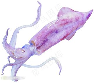 海鲜乌贼的特写图片