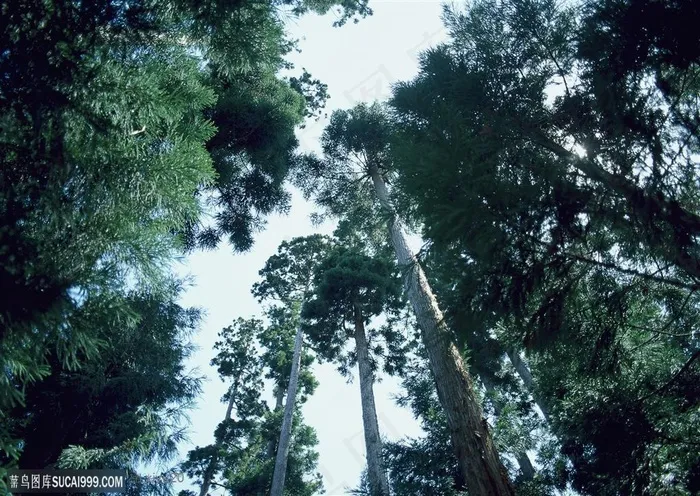 树林风景-笔直松树