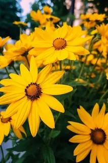 黄色花朵雏菊摄影图