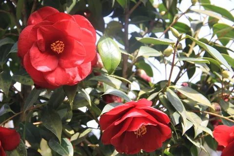 茶花图片下载 茶花图片下载