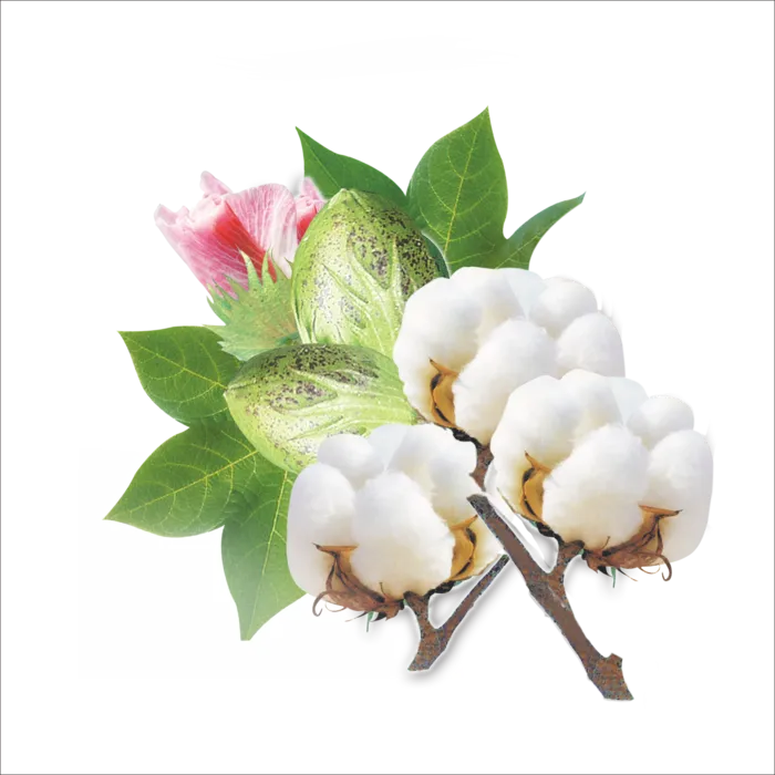 免抠纯棉花，棉，花，棉花开放，植物