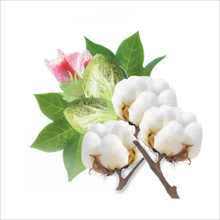 免抠纯棉花，棉，花，棉花开放，植物