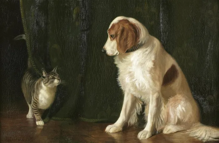 狗和猫的图片素材