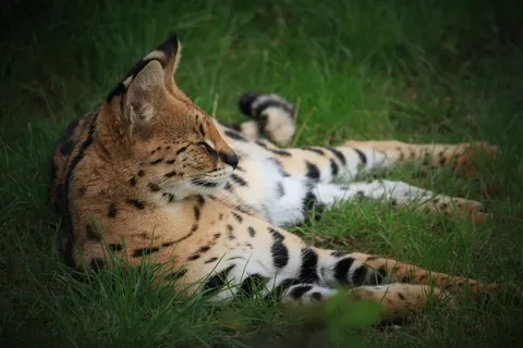 熟睡的老虎图片