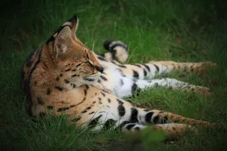 熟睡的老虎图片