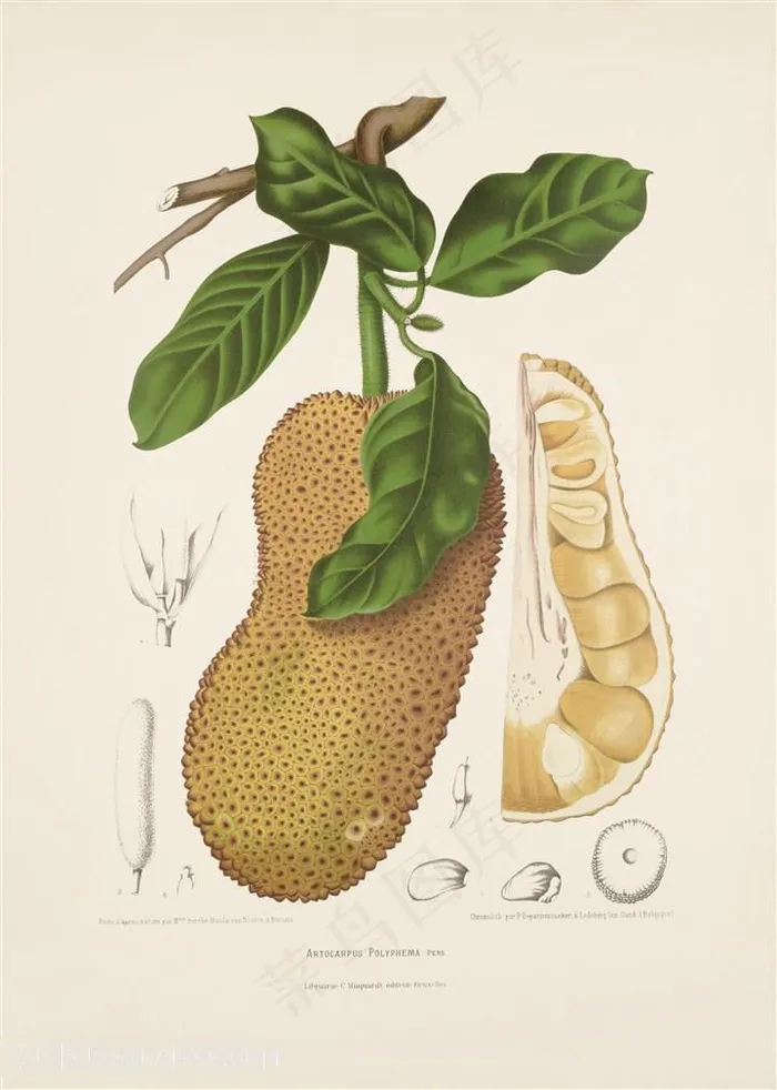 古图书植物果实水彩高清插画