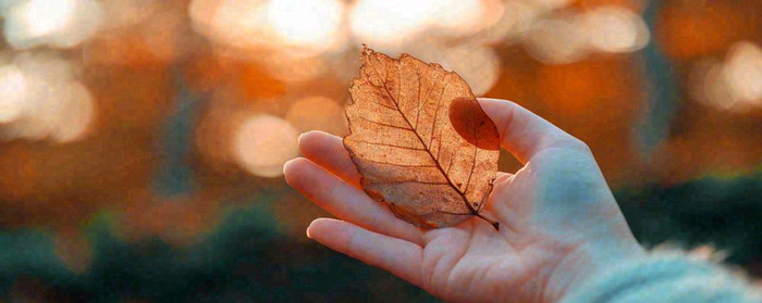 秋天手拿秋叶落日光照，温馨特写，立秋秋分摄影图