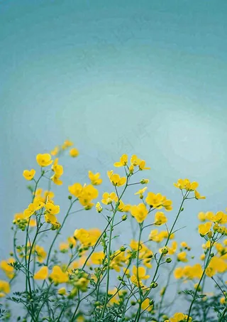 春天花海小黄花清新鲜花，蓝天春分