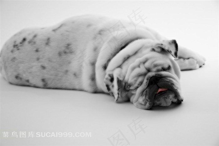 白色牛头犬高清摄影