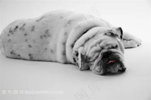 白色牛头犬高清摄影 白色牛头犬高清摄影