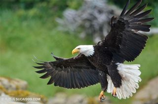 森林飞翔的老鹰图片