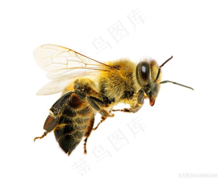 大黄蜜蜂图片