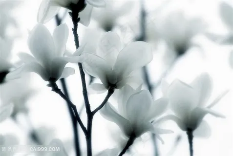 唯美纯白玉兰花鲜花图片 唯美纯白玉兰花鲜花图片