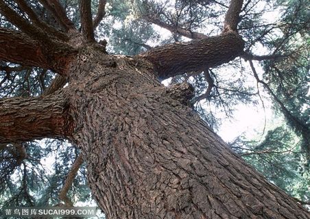 自然风景-仰视松树树杆的局部特写