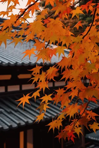 秋末雨过红枫叶苏州庭院风景摄影图