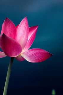 莲花唯美粉蓝大气简约节气海报背景