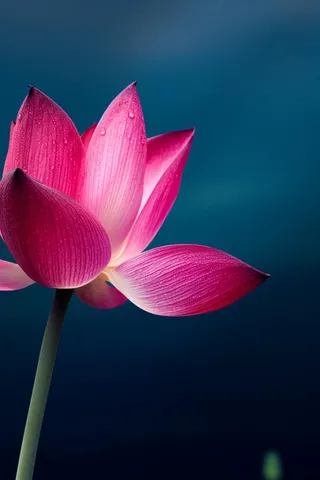 莲花唯美粉蓝大气简约节气海报背景