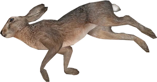 兔子灰兔动物素材