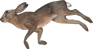 兔子灰兔动物素材