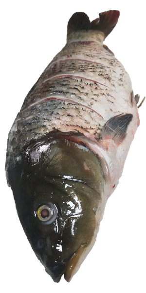 先杀活鱼生鱼鲤鱼鲫鱼免抠摄影元素素材