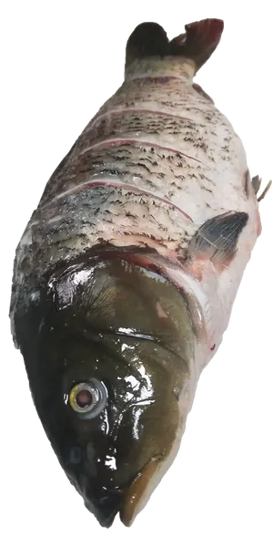 先杀活鱼生鱼鲤鱼鲫鱼免抠摄影元素素材