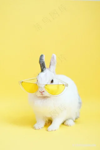 帅酷的小兔子图片素材