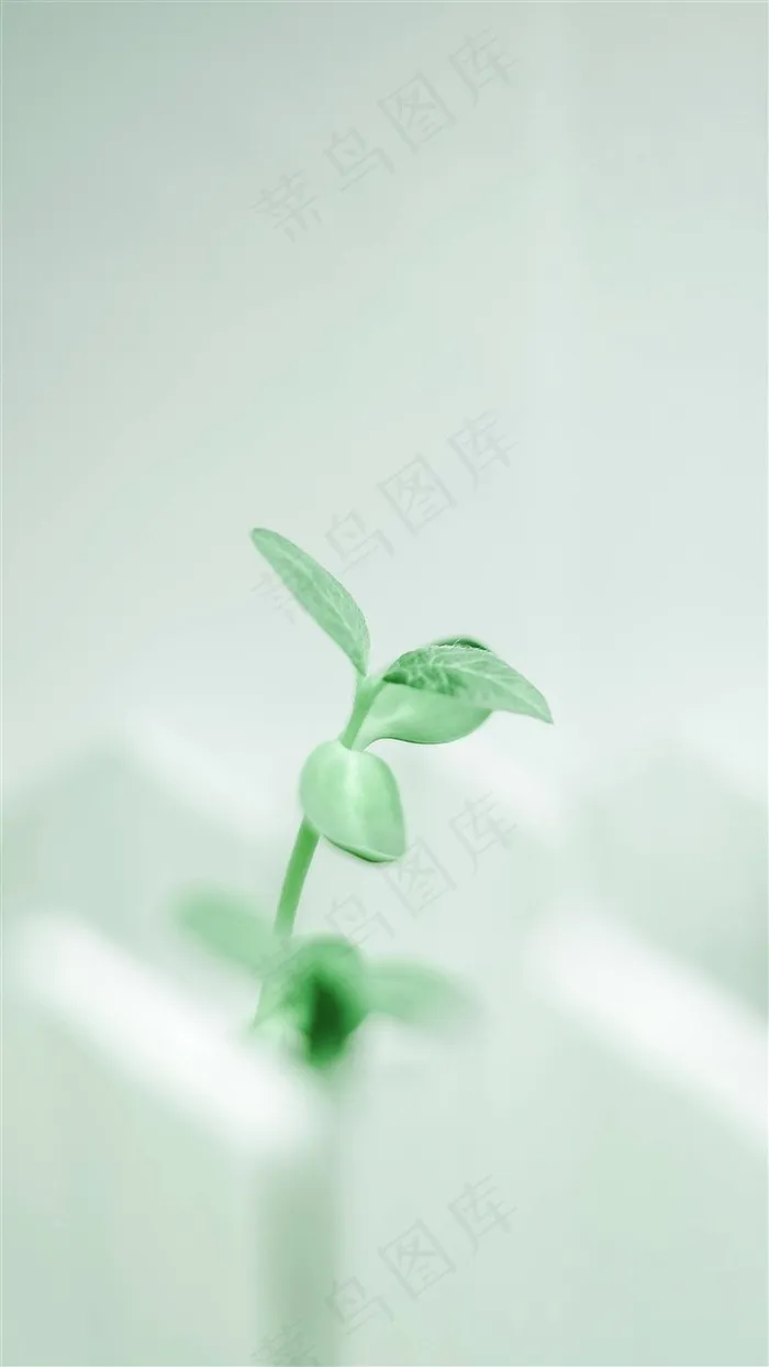 翠绿的生命力
