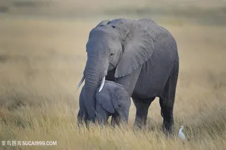 高清野外大象抱着小象摄影图片