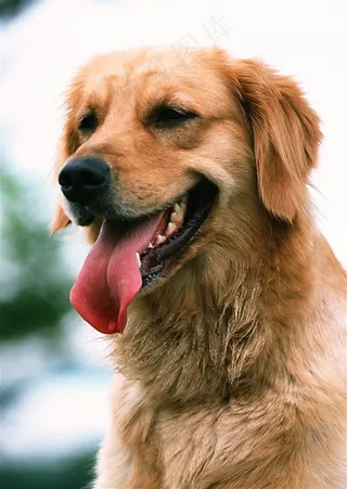 宠物狗家禽家畜jpg素材