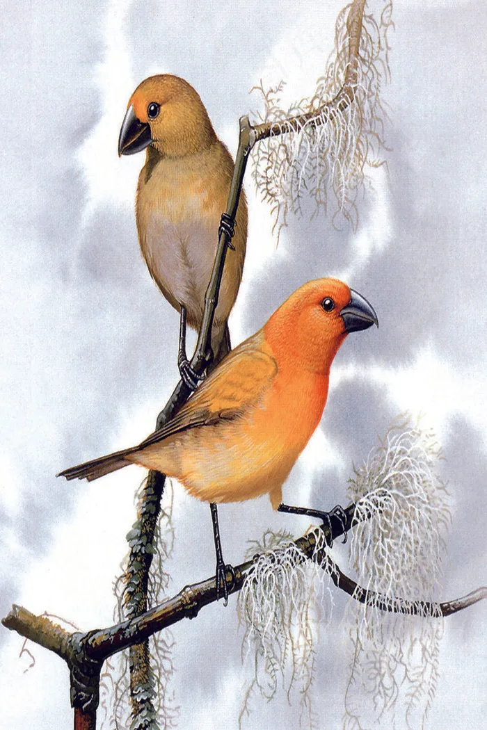 唯美鸟儿树枝艺术插画