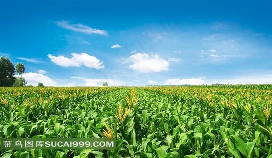 蓝天玉米田摄影图 蓝天玉米田摄影图