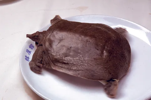甲鱼2 甲鱼2
