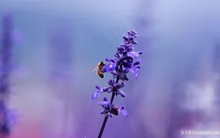 花枝花卉蜜蜂壁纸