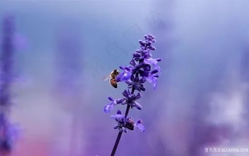 花枝花卉蜜蜂壁纸 花枝花卉蜜蜂壁纸