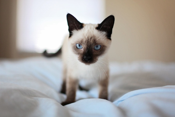 可爱猫咪猫猫摄影素材