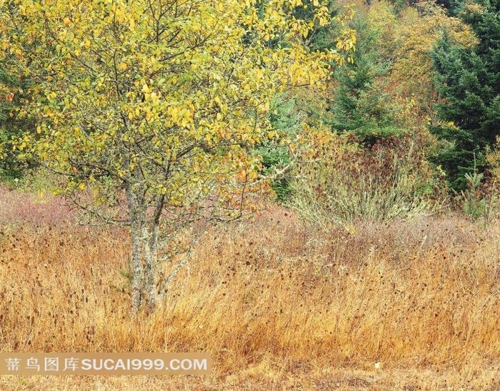枯黄的草地和树林
