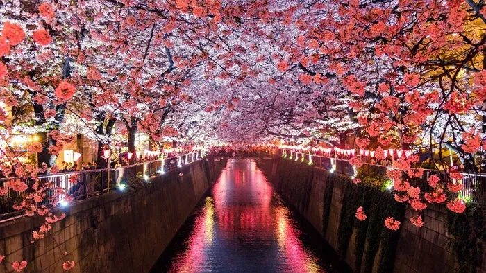 高清浪漫花朵道路
