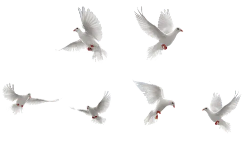 鸽子起飞鸟