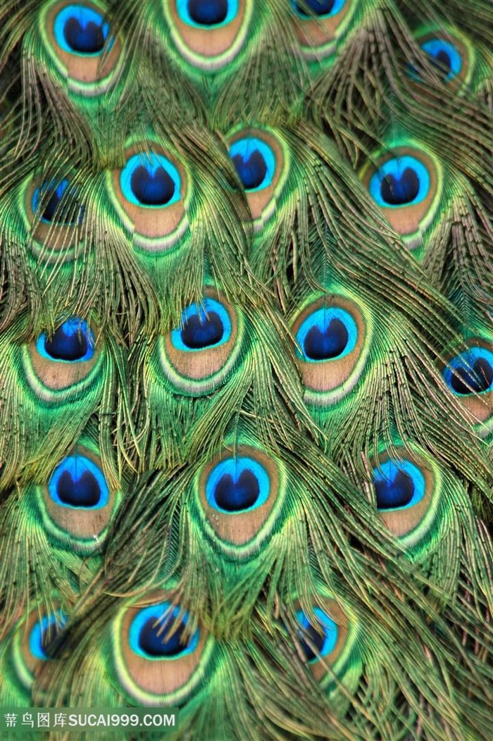 漂亮孔雀羽毛背景高清图片