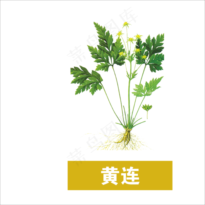 手绘草本中药药材黄连